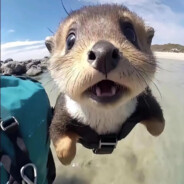 她说一个孤立system的熵永不减少