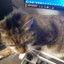 Mhhh Luna Katze
