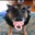 Cachorro Chupetão
