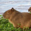 Capybara