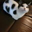 paisley cat #RawInput