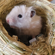 白鼠吱吱