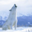 PolarWolfszahn
