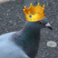 ExaltedPigeon