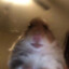 Sir Meesho