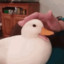 swagtheduck