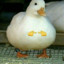 LazyDuck