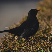 Werxyfy (DK)'s avatar