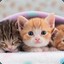 Kittyヅ