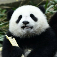 Angry Panda