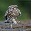 Befuddled Owl