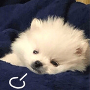 不想叹气的修狗