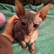 imp avatar