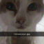 Gatowhyy