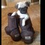 Pug Wearing Ugg