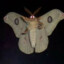 n_moth