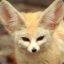 Fennec Fox