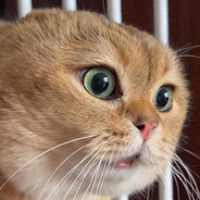 古希腊掌管猫meme的神