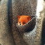 Pocket_Fox