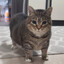 Meow
