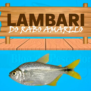lambari australiano
