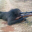 Sniper Monkey