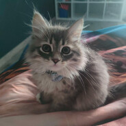 Kotek Diorek