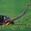 lazy turtle