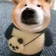 我白茶一生要强