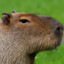 Capybara