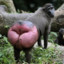 aman