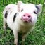 The Pig Named Cris P Bacon