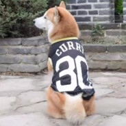 特级教师阿汤哥