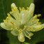 Lindenflower