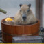 CAPYBARA