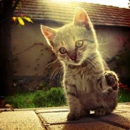 八嘎雅鹿就是干