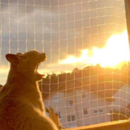 我爱唱跳RAP篮球