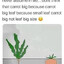 Big Leaf