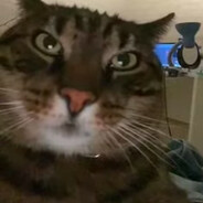 T1m0n - steam id 76561199799143062