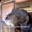 Horse of suspicion and distr