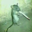 (L.E.P.T.O) Rato fumante