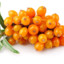 Hippophae