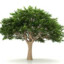 short.tree808