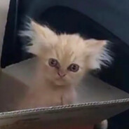 Сачель avatar