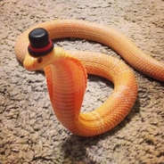 SnakeDick