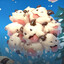 DogMuncher169