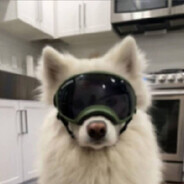 说什么我都开摆