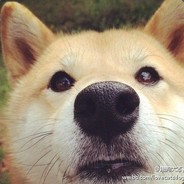 牙牙
