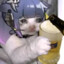 DDfantasy