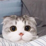 嘻嘻我一定要活下去